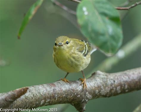 Photographing a Blackpoll Warbler and Thoughts About Monocular Vision