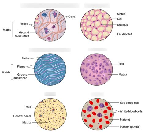 Connective Tissue Diagram Quizlet