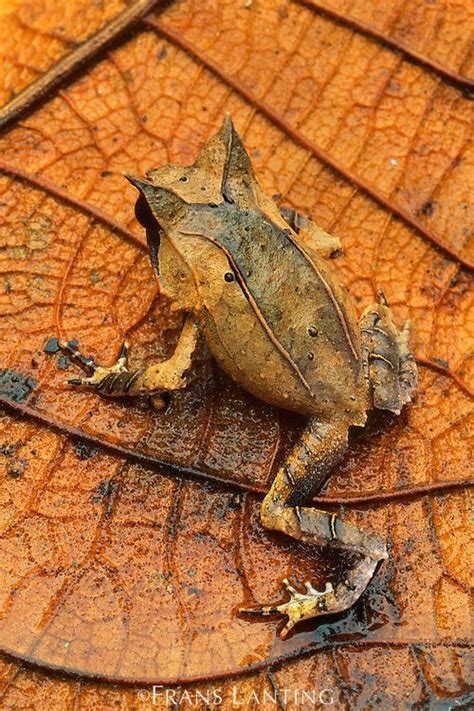 - Long-nosed horned frog camouflaged in leaf litter,...