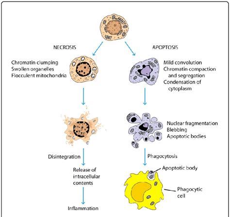 Necrosis And Apoptosis What Are The Differences And Off