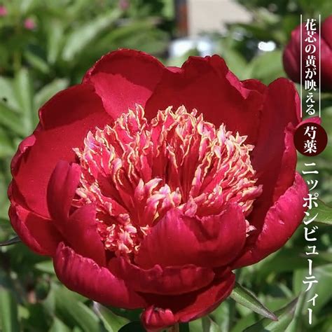 ニッポンビューティー 芍薬 西洋シャクヤクの特徴と育て方 苗木部の部室 〜苗木、育てよう〜 By 花ひろばオンライン