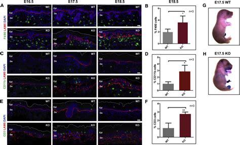 Sterile Inflammation Enhances Ecm Degradation In Integrin Ko