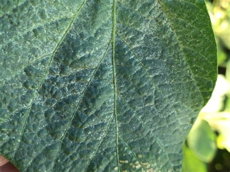 Qué insecticida tiene mejor control de trips en soja