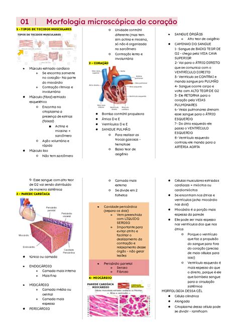 Resumo sistema cardiorrespiratório 01 Morfologia microscópica do