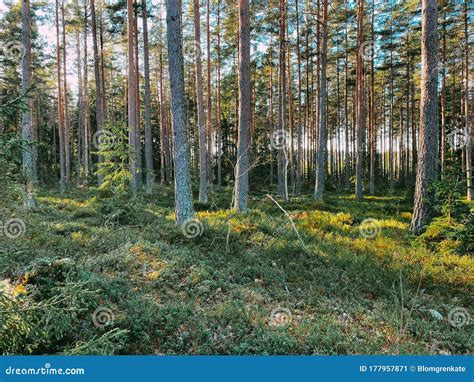 Sunlight Beautiful Green Forest With Pine Trees In Sweden Stock Image