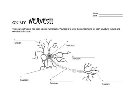 Neuron Labeling Worksheets