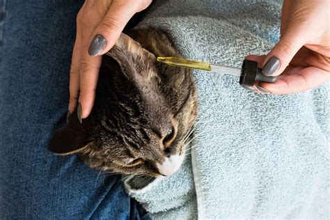 How to Clean Cat Ears: 5 Tricks That Will Make It Easy - CatVills