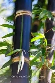 ไผดำอนโด Betung Hitam Black Dendrocalamus asper โดยAphiwat