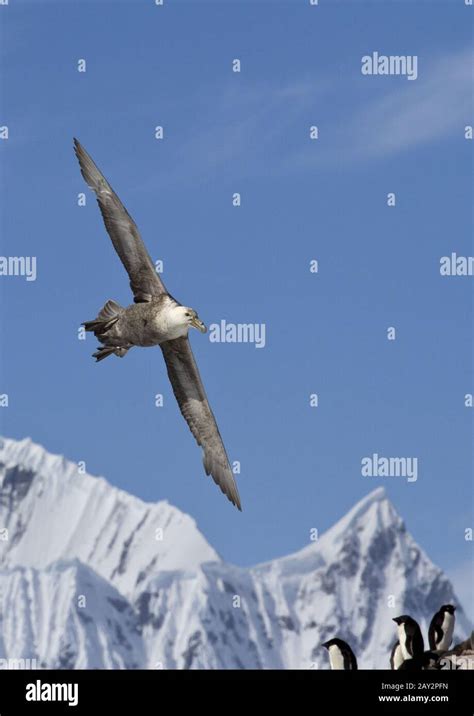 Southern Giant Petrel Birds Hi Res Stock Photography And Images Alamy