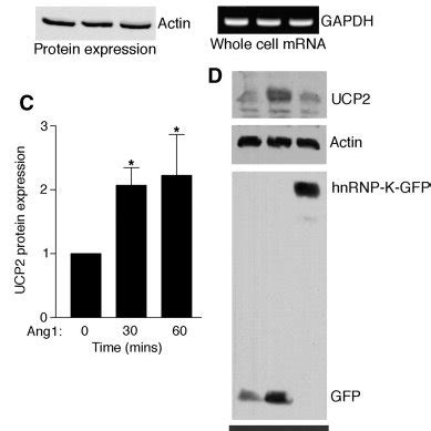 Ang Activates Ucp Protein Expression In Endothelial Cells A