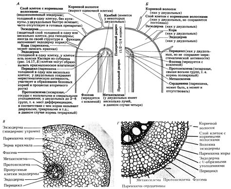 145 Поглощение воды корнями 1990 Грин Н Стаут У Тейлор Д