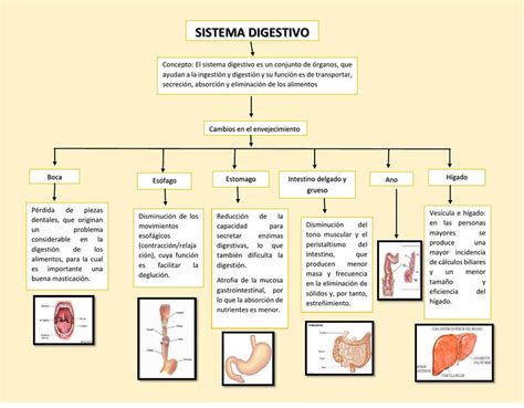 Mapa Conceptual Del Sistema Digestivo Andrea Udocz