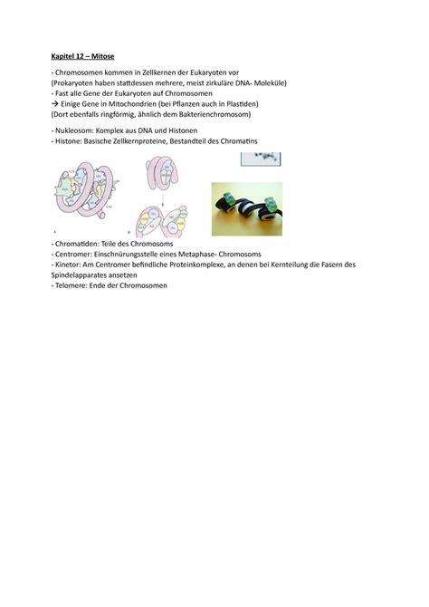 Kapitel 12 Mitose Vorlesungsnotizen 12 Praktikum Zellbiologie UHH