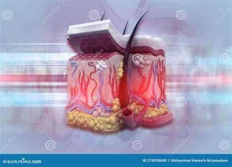 Human skin anatomy stock illustration. Illustration of sebaceous ...