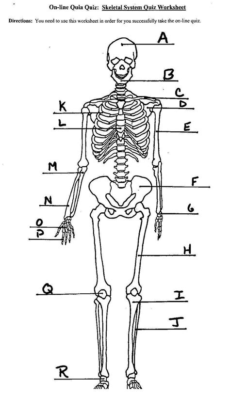 An Unlabelled Diagram Of The Skeleton