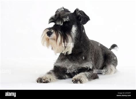 Schnauzer Miniatura Negro Plata Fotograf A De Stock Alamy