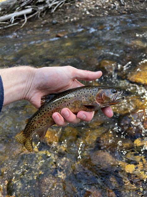 Trout ID - CO Front Range : r/flyfishing