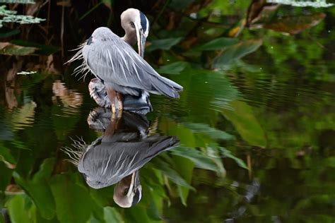 South Florida Wildlife Center