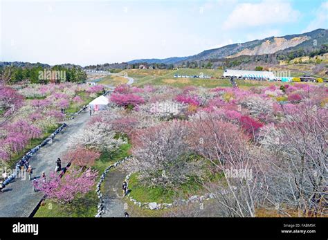 Plum blossom in Japan Stock Photo - Alamy