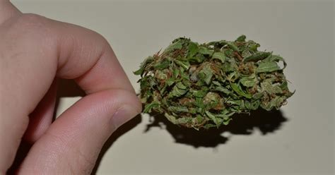 Maconha Da Lata Tudo Sobre Maconha Pot Ncia Da Maconha