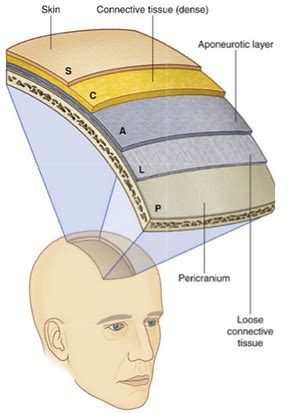 Scalp | anatomy