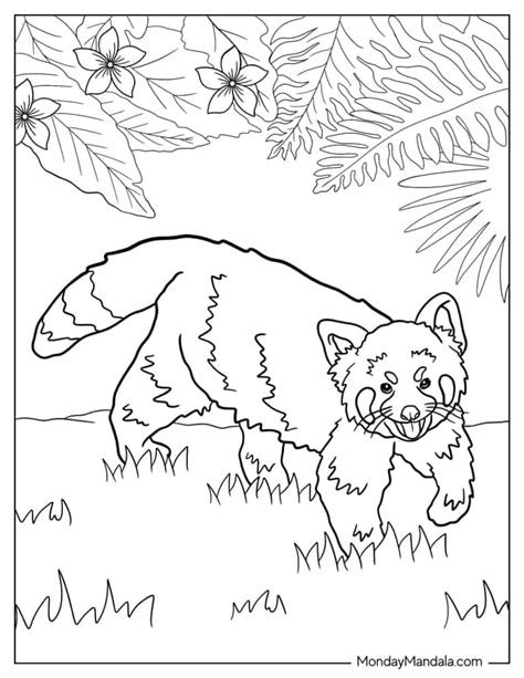 20 Red Panda Coloring Pages (Free PDF Printables)