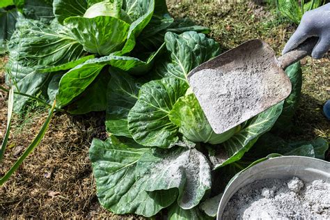 La Cendre De Bois Un Produit Utile Au Jardin