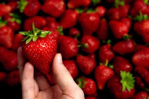 Comment Conserver Vos Fraises Astuces M Thodes Efficaces