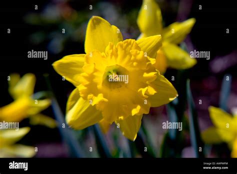 Daffodil In Bloom Stock Photo Alamy