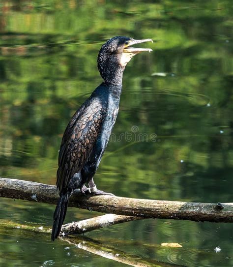 O Grande Cormor O Carbo Do Phalacrocorax Que Seca Suas Penas Foto De