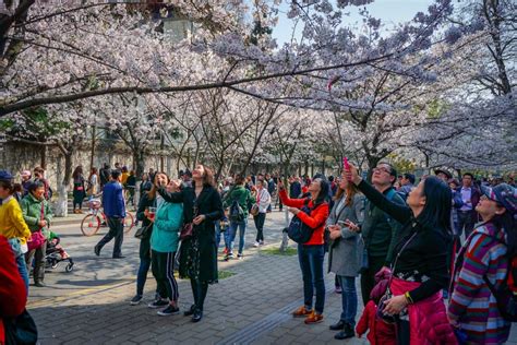 Cherry Blossom in Nanjing » Traces On The Rock