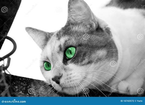 Eyes looking for a prey stock photo. Image of look, predator - 10743572