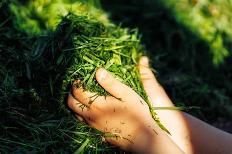 Can You Use Grass Clippings As Mulch Yes I Ll Explain How