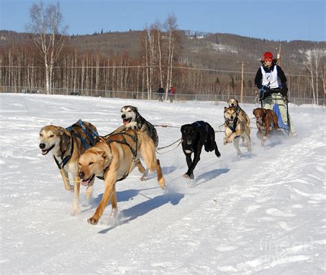 2010 Limited North American Sled Dog Race Photograph by Gary Whitton