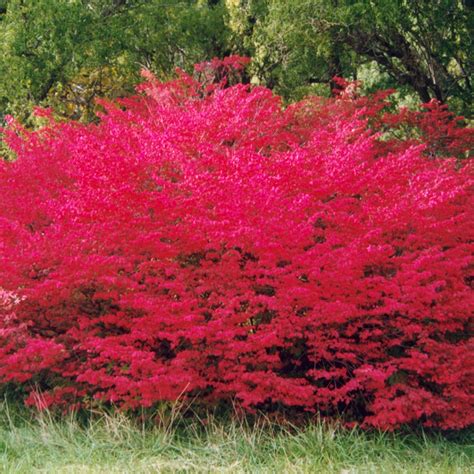 Euonymus Alatus Winged Spindle Burning Bush Deciduous Garden Shrub 9cm Pot Ebay