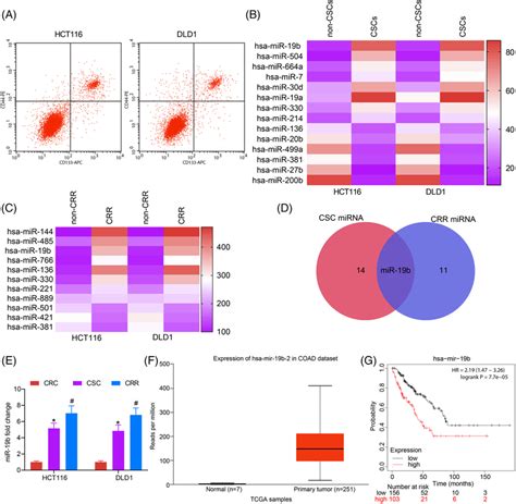 The MiR19b Expression Increased In CRC A Sorting Of CSCs Using Flow