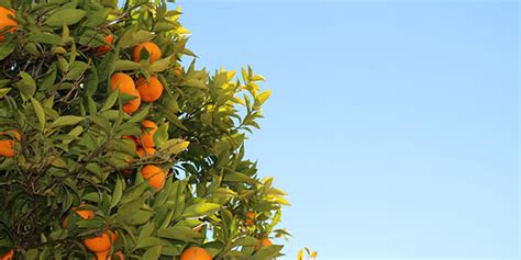 How To Grow Citrus Trees At Home In Arizona Arizona Orange Co