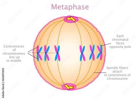 Metaphase Phase Stages Of Mitosis Meiosis Diagram Mitotic Cell Division Step Cycle