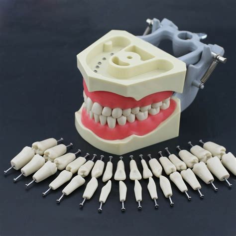 Buy Dental Typodont Jaw Set Columbia Type MC Dental Equipment