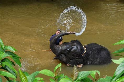 Kuala Gandah Elephant Conservation Centre Pahang