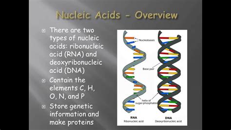 An introduction to biomolecules - YouTube