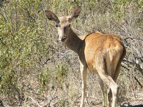 Cerf La Nature Les Animaux Photo Gratuite Sur Pixabay Pixabay