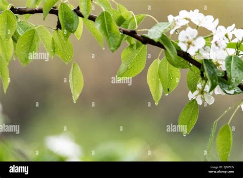 Flowering Of A Pear Tree A Branch Of A Fruit Tree With White Flowers