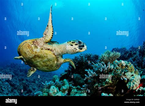 Eretmochelys Imbricata Hawksbill Sea Turtle In Coralreef Hurghada Tun Island Reef Red Sea