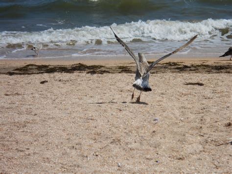 Free Images Beach Coast Sand Bird Seabird Wildlife Fauna