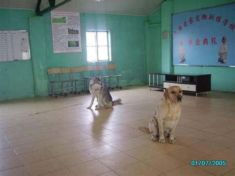 上海训犬基地 上海狗学校 上海训狗 上海宠物训练 上海宠物培训 上海爱家宠物训犬学校