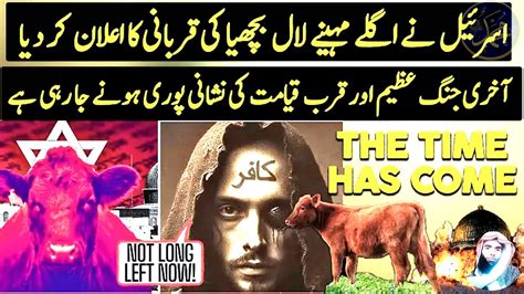 Israel Sacrificing Red Heifer In April End Time Prophecy Urdu