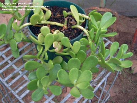 Cacti And Succulents Trailing Jade Which Crassula 1 By Podster