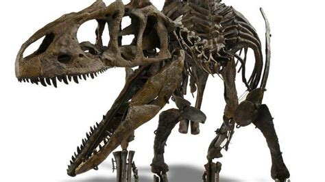 Allosaurus Dinosaur Baby Skeleton Fossil Replica 9 Feet 3m Long Ebay