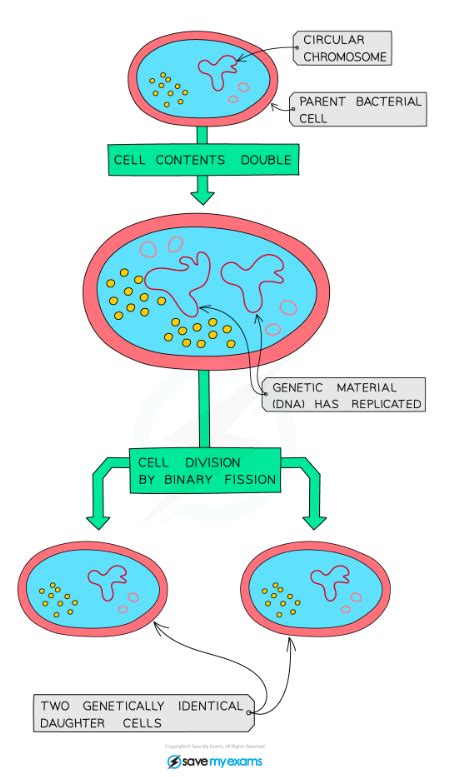 Cie Igcse Biology Asexual Reproduction